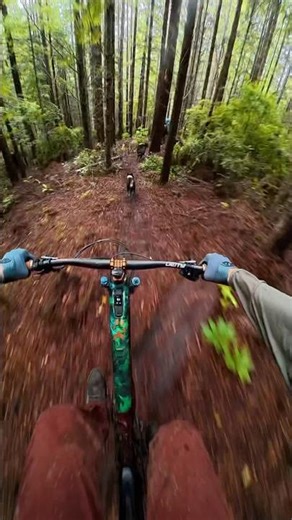 When the Dogs Outnumber the Riders #shorts #mtb #dog