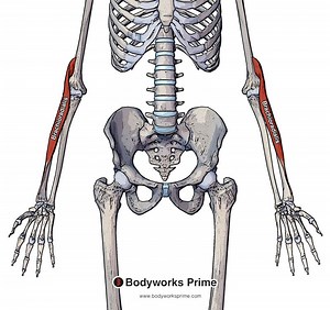 Brachioradialis Muscle Anatomy - Bodyworks Prime