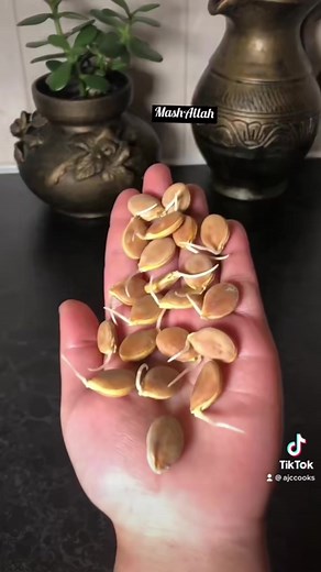 Quick seed germination | Easiest way to germinate seeds | How to grow pumpkins #howto #grow #pumkin #garden #gardening #gardeninghacks #gardeningtips #ajccooks #tiktokgarden #gardentiktok #fyp #foryou #foryoupage #viral #trending #london #uk #usa #uae #saudi #australia #canada #france #italy
