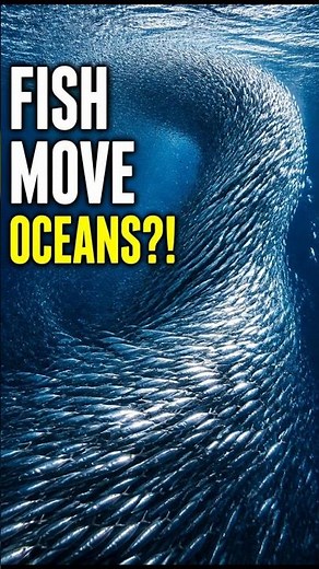 Tiny Fish That Move Oceans 😳