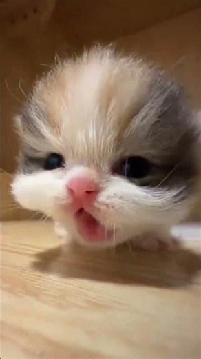 Tiny Kitten's Sweet Meow Will Melt Your Heart 🥹🐾 | Billi Ka Cute Meow 😻 #Shorts