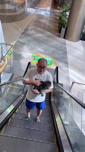 My shopping buddy #Grey Teddy#Take the dog on a trip#Pet bag#Let s go shopping together#Cu