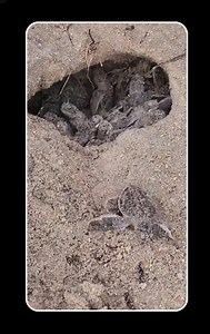 20M views · 271K reactions | I can't wait to see some more sea turtles this year #beachwalks #SpaceCoast #seaturtles | Mindy Tucker | Facebook