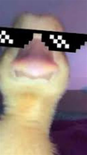 Everyone Loves Memes | Song: Revolution - Devin Lucas 🙏 #funnyreel #relatable #memes #viralclip #viralmoment #hilarious #viral #reels | Instagram