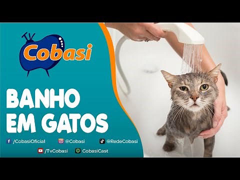 Como dar banho em gatos?