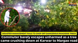 Disaster Management fails to chop off dangerous roadside trees. Commuter barely escapes unharmed as a tree came crushing down at Karwar to Margao road #Goa #GoaNews #tree #collapses | In Goa 24x7