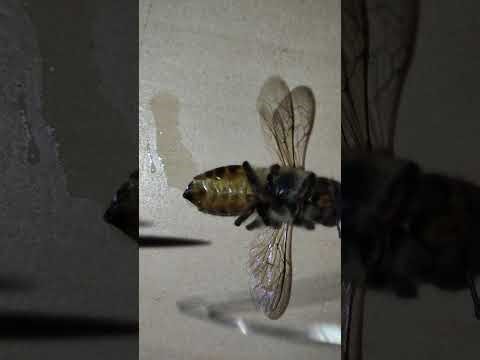 Honeybee dissection at home with needles