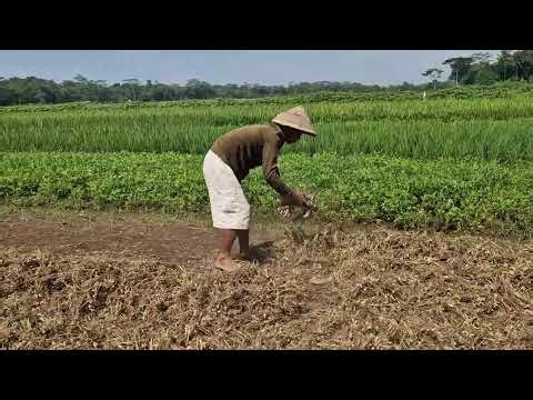 AMAZING TRADITIONAL METHOD: DRYING PEANUTS NATURALLY WITHOUT EQUIPMENT - Agriculture Gardening