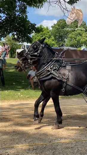 Ponies #horse #ponies #pulls