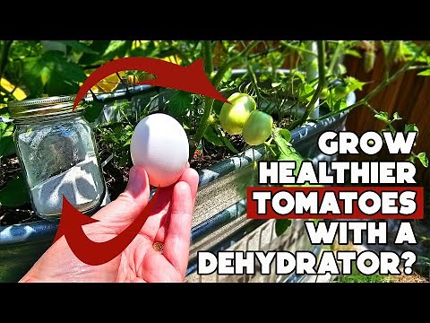 The No-Waste Way to Help Your Tomatoes!