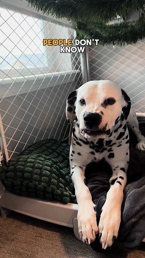 Fuel Your Dog's Wild Side with Blue Buffalo Dog Food at PetSmart