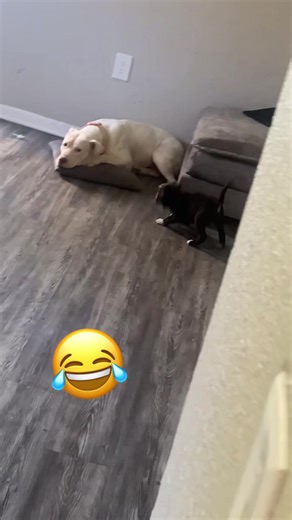 Understanding American Bully Breeds: A Vicious Look