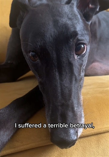 Greyhounds as Pets: Will the Pain Ever Stop?