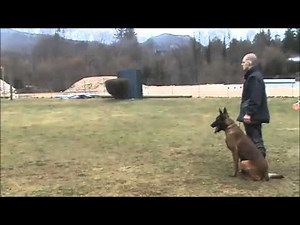 Berger belge malinois ring dressage