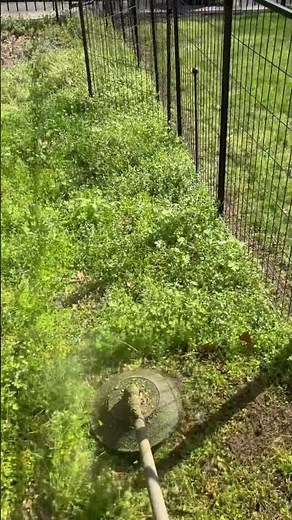 Echo 2620 string trimmer cutting thick weeds.