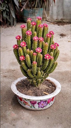 Small Cluster Cactus Planting 🌵 | Fast Growing Tips