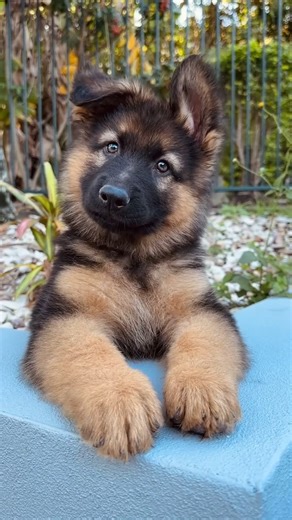 oh my gosh, soo cute and funny 🤣❤️ #cutepuppies #germanshepherd #germanshepherdpuppy #cutenessoverload #dogvideos | I love Animals