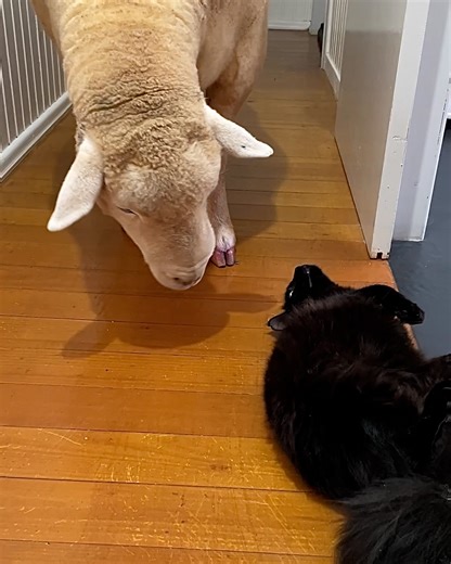 510K views · 10K reactions | Sheep and cat are the best of friends 凉 | LADbible Australia | Facebook