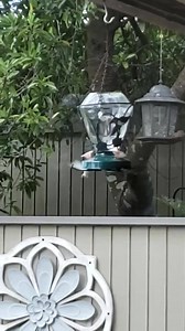 Albino hummingbird in Tuscaloosa today... video from Cari Sandras | James Spann