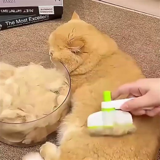Pet Product No More Hair Mess! Self-Cleaning Cat Comb Review 🔥🐱