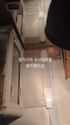 미니메추리 집을 청소했어요#메추리키우기#미니메추리#메추리사육장#미니메추리키우기#쇼츠#shorts#애완조#힐링