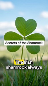 🍀 Ever wonder why the shamrock always has three leaves? Legend says when St. Patrick arrived in Ireland in the 5th century, he needed to explain Christianity to the pagan Irish. The Holy Trinity was complicated. Three persons in one God. So he picked up a shamrock. Three leaves. One plant. Father, Son, Holy Spirit. The Irish already valued the number three as sacred. So the Trinity made sense. And the shamrock became Ireland's symbol. #ChristianSymbols #SymbolMeaning #IrishCulture #ReligiousHis
