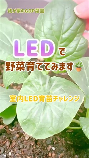 LEDで野菜育ててみます🪴