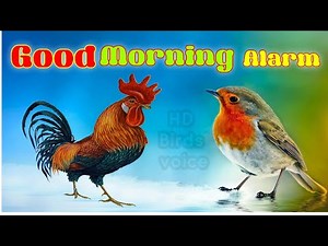 Good morning Alarm Birds voice sounds Ringtone koyal And other Birds