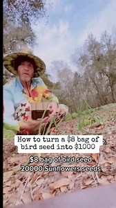 1.5M views · 10K reactions | How to grow sunflowers and make one thousand dollars from bird seed #sunflowers | James Weston | Facebook
