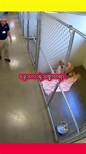 သစ္စာရှိသောခွေးကလေး #flypシ #animals #entertainment #dog