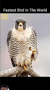 दुनिया 🌍 का सबसे तेज गरुड़ 🦅 #fvpviral #facts #animals #wildlife #animalshorts #officalvideo