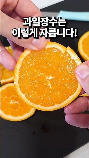 과일장수가 알려준 오렌지 까는법