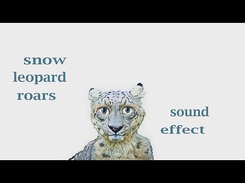 Snow Leopard Noises / Sound Effect / Animation