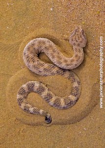 41K views · 511 reactions | Footage by iLCP Senior Fellow Javier Aznar González de Rueda | A Sand viper hiding into the sand of the dunes it lives on. | International League of Conservation Photographers ILCP | Facebook