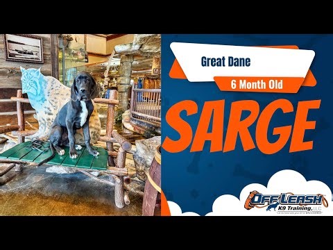 Gentle Giant in Training 🐾 6-Month-Old Male Great Dane Learning Good Manners!