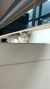 122 reactions · 5 comments | Your kitty prefers warm temperatures and doesn’t enjoy feeling cold. Cats can make themselves into furry little loafs whenever they want especially when they need a little boost of warmth and coziness. Does your cat loaf, too? Share in the comments!  Shop for your cat’s all-natural essentials here: hrtps://shop.bowandwow.com.ph/meow | Bow & Wow – The All-Natural Pet Store | Facebook