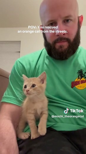 Understanding Orange Cat Behavior