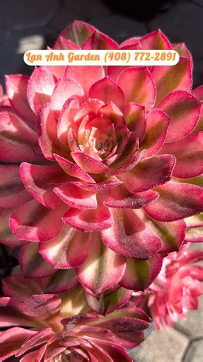 The Secret of Neon Pink Aeoniums from Lan Anh Garden : Aeonium Black Magic 💥 #raresucculents