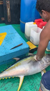 Big Tuna Hasil Pancing ABK #kapaljaring #kapalikan #ikantuna #tuna #fyp #reels | Stelwan Bawera