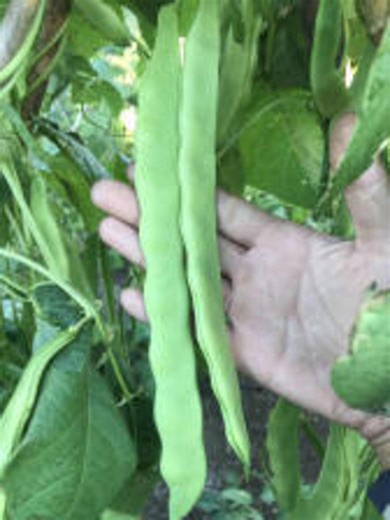 Northeaster Pole Bean Seeds: Heirloom Romano, Open Pollinated - Etsy