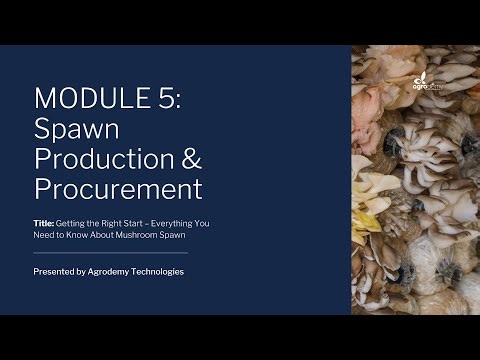 Module 5 || Mushroom Spawn 101: How to Get (or Make) the Best Mushroom "Seed" in Africa