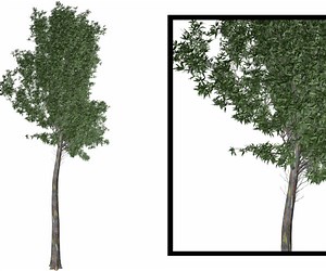 ArtStation - Rainbow Gum Tree #08 - High Poly Tree (3D Model) | Game Assets