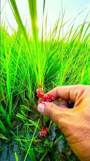 Satisfying Apple Snail Egg Crush ASMR! 🥚🎧#ASMR #SnailEggs #OddlySatisfying #Crushing #Satisfying