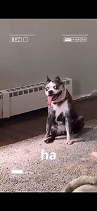 15K views · 25 reactions | Animals Fail Compilation 藍 藍 藍 #funnyanimals #funnymoments #funnypets #funnyvideos #funnyshorts | ZooCraft: Animal Family | Facebook