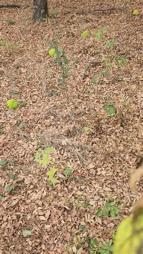 Hedge apples sa Oklahoma 🤷‍♀️ | Mercy Jane Griesel