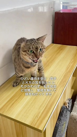 虐待を乗り越えた猫の物語