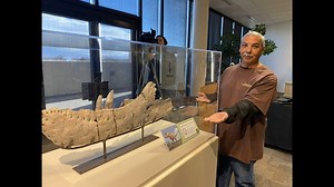 In January 2024, our NMMNHS Director and paleontologists released a BIG finding- that the jaw and other head bones of a new species related to T. rex, Tyrannosaurus mcraensis, was discovered right here in New Mexico. The bones, found at Elephant Butte Lake in the 1980s, were previously thought to be from a T. rex, but more recent research pointed to a species no one knew existed until now, that lived on Earth about 5 million years before Tyrannosaurus rex. Learn more in this video from Sandia Mo