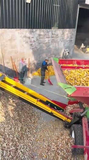 Dry Corn Turning into Corn Meal with a Machine 🌽⚙️