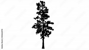 Eastern White Pine Pinus Strobus Silhouette Thin Animated Tree is Swaying at The Wind Branches are Staggering Needle-Like Leaves are Fluttering