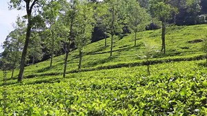 View of Ceylon tea plantations in highlands in Sri Lanka.